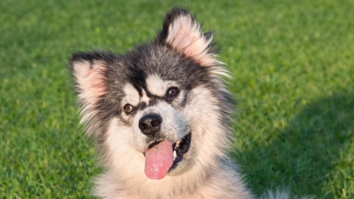From Slaughterhouse to Sanctuary: How a Malamute's Rescue Exposes the Brutal Dog Meat Trade