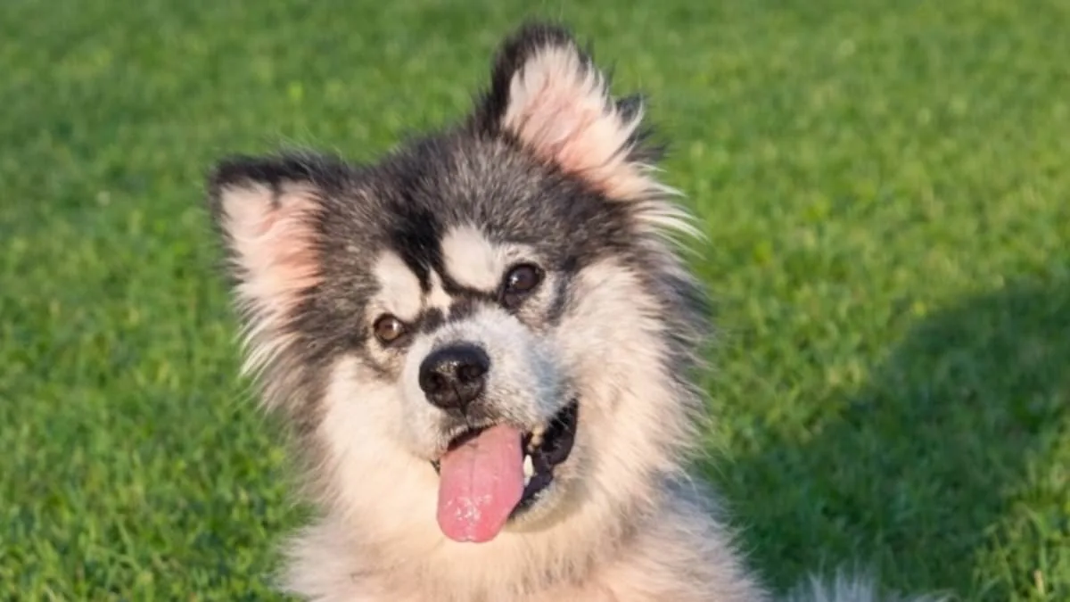 From Slaughterhouse to Sanctuary: How a Malamute's Rescue Exposes the Brutal Dog Meat Trade