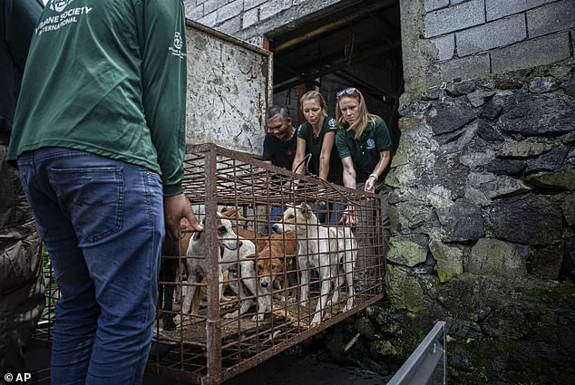 From Slaughterhouse to Sanctuary: How a Malamute's Rescue Exposes the Brutal Dog Meat Trade