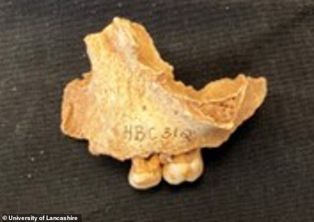 Ossick Lass: 11,000-Year-Old Girl Rewrites Prehistoric History in Northern England