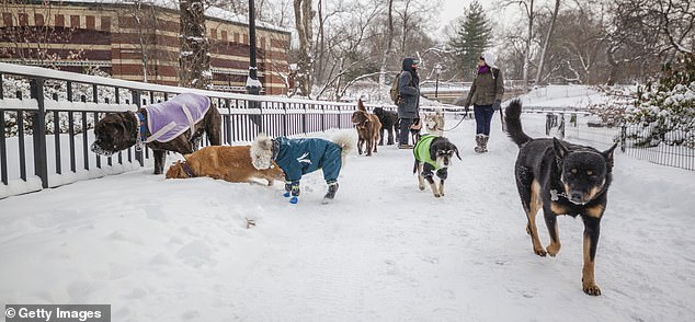Prominent NYC Palestinian Activist Sparks Controversy with Call to Ban Indoor Dogs, Citing Religious Grounds as Tensions Rise
