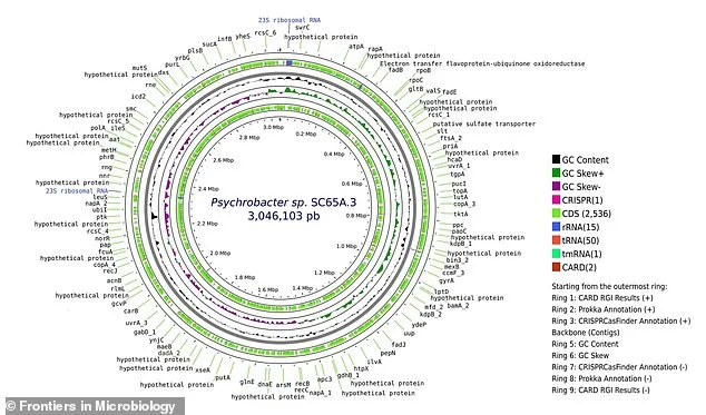 Ancient Bacteria Unearthed in Romanian Cave Sparks Pandemic Fears