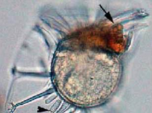 Ancient Bacteria Unearthed in Romanian Cave Sparks Pandemic Fears