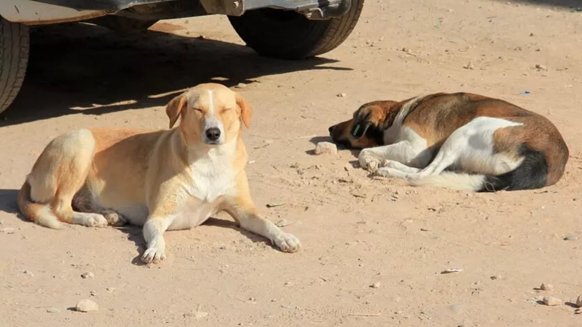 Global Outcry as Morocco's Alleged Mass Culling of Stray Dogs Sparks 2030 World Cup Controversy
