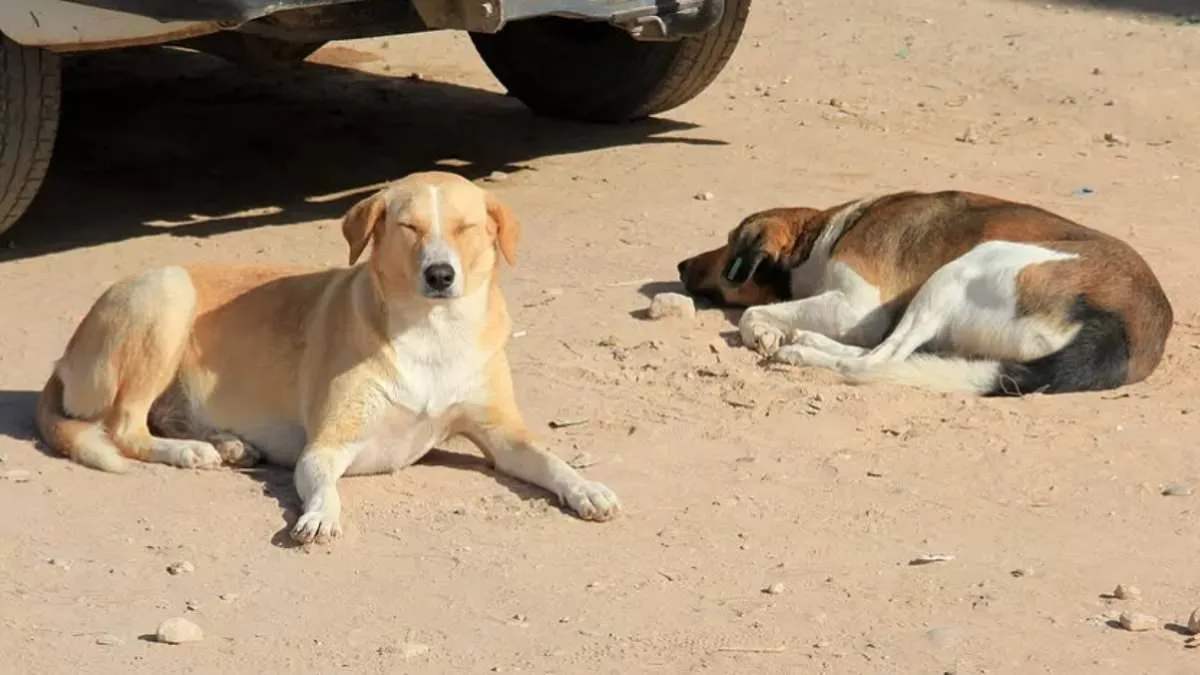 Global Outcry as Morocco's Alleged Mass Culling of Stray Dogs Sparks 2030 World Cup Controversy