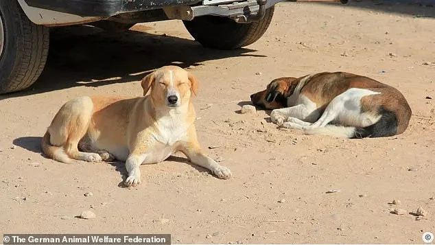 Global Outcry as Morocco's Alleged Mass Culling of Stray Dogs Sparks 2030 World Cup Controversy