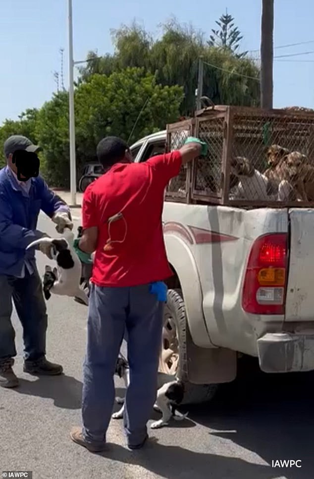 Global Outcry as Morocco's Alleged Mass Culling of Stray Dogs Sparks 2030 World Cup Controversy