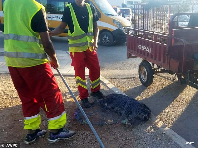 Global Outcry as Morocco's Alleged Mass Culling of Stray Dogs Sparks 2030 World Cup Controversy