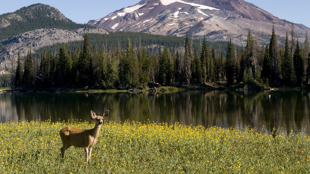 Oregon Petition Gathers Momentum for Historic Hunting and Fishing Ban Ahead of Midterms