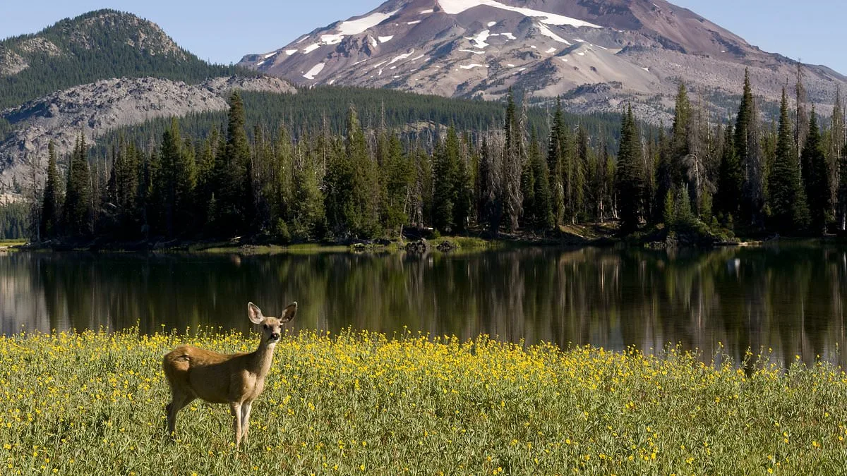 Oregon Petition Gathers Momentum for Historic Hunting and Fishing Ban Ahead of Midterms