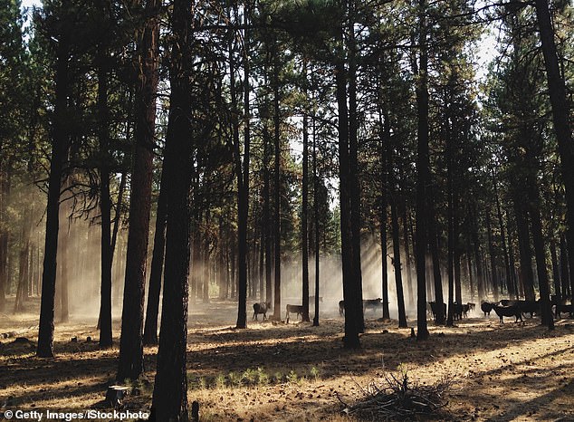 Oregon Petition Gathers Momentum for Historic Hunting and Fishing Ban Ahead of Midterms