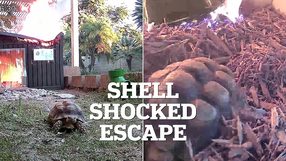Wildfire at Wildlife Sanctuary: Faulty Lamp Sparks Chaos as Staff Race to Save 15-Year-Old Tortoise