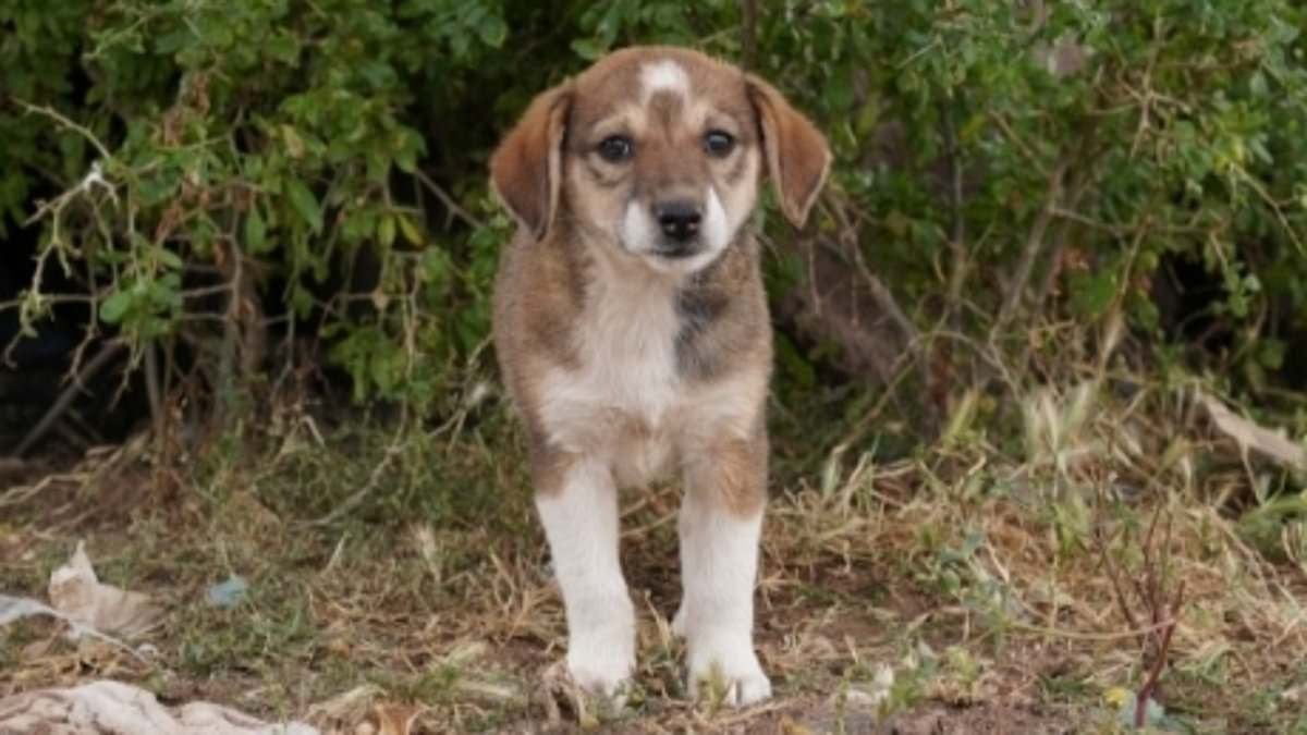 Boycott Calls Intensify for 2030 World Cup Amid Claims of Morocco's Stray Dog Massacre