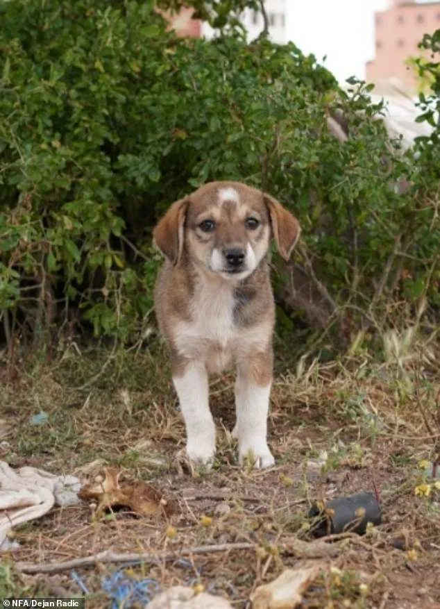 Boycott Calls Intensify for 2030 World Cup Amid Claims of Morocco's Stray Dog Massacre