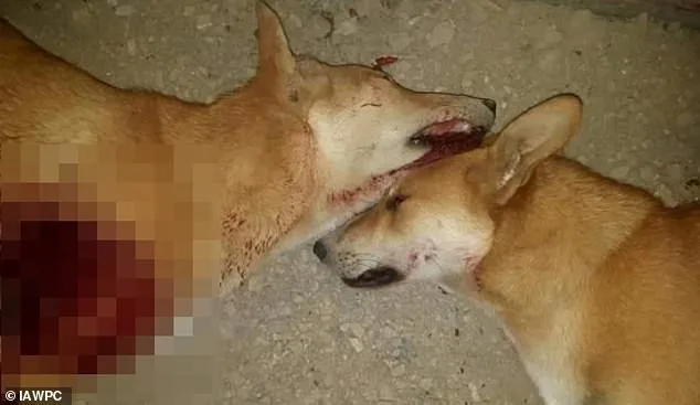 Boycott Calls Intensify for 2030 World Cup Amid Claims of Morocco's Stray Dog Massacre