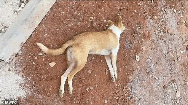 Boycott Calls Intensify for 2030 World Cup Amid Claims of Morocco's Stray Dog Massacre