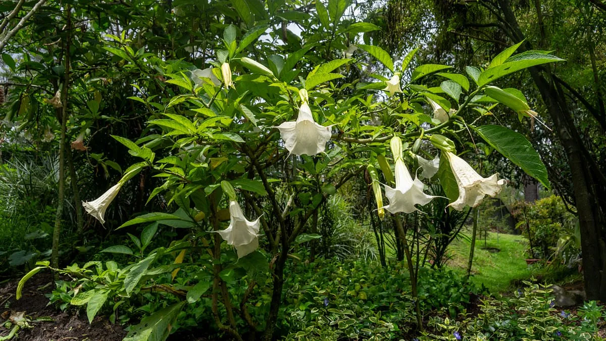 Shocking Emails Reveal Jeffrey Epstein's Interest in Toxic Plants Linked to Scopolamine