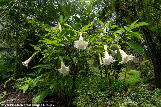 Shocking Emails Reveal Jeffrey Epstein's Interest in Toxic Plants Linked to Scopolamine