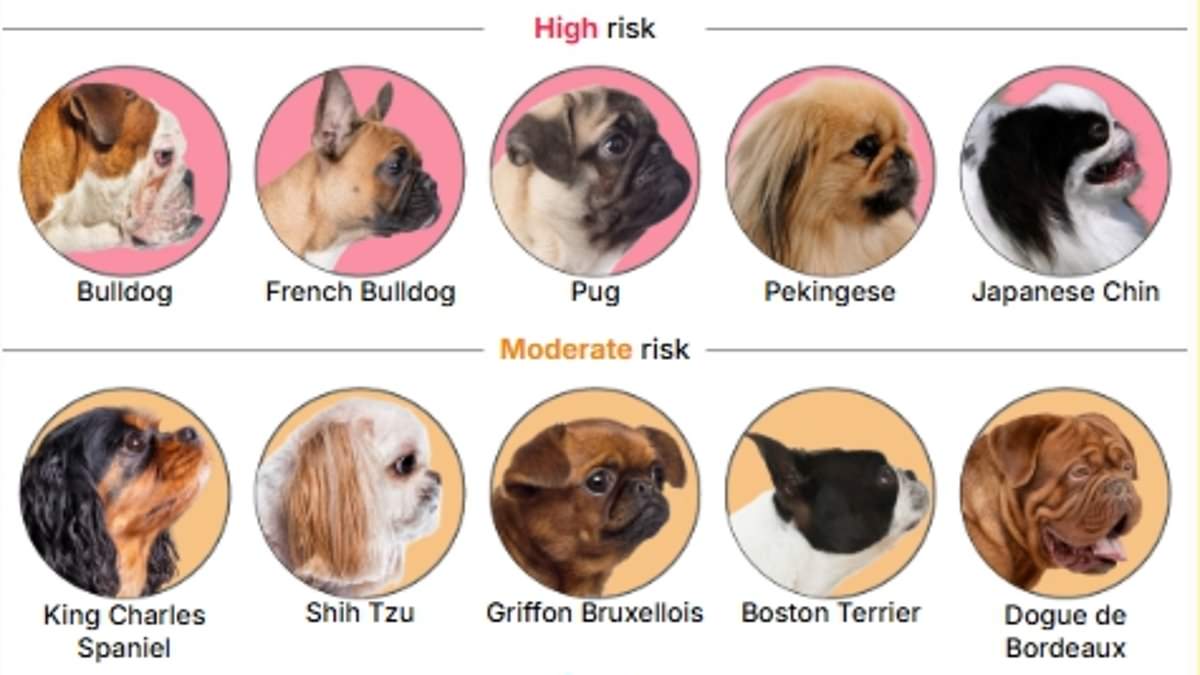 Stark Warning: 15 Dog Breeds Face Lifelong Breathing Struggles Due to Exaggeratedly Flat Faces, Study Shows