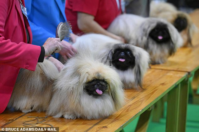 Stark Warning: 15 Dog Breeds Face Lifelong Breathing Struggles Due to Exaggeratedly Flat Faces, Study Shows