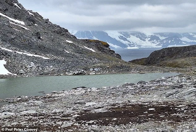 Antarctica's Ice Sheets Under Threat: 20% Sea Ice Decline by 2100 Could Trigger Global Climate Shifts