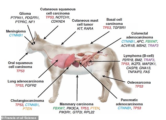 Cats Hold Key to Unlocking Cancer Cure, Study Reveals Genetic Links Between Feline and Human Tumors