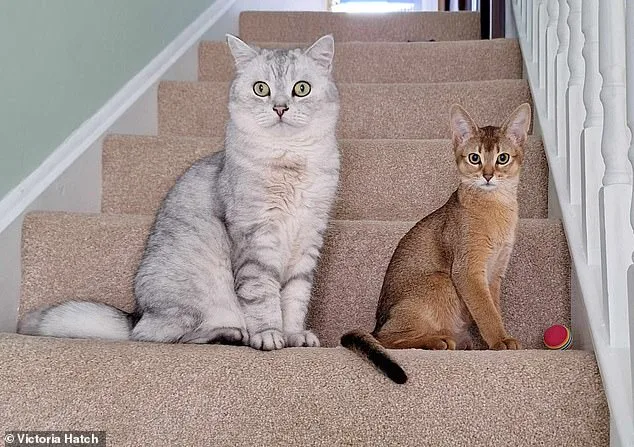 Cats Hold Key to Unlocking Cancer Cure, Study Reveals Genetic Links Between Feline and Human Tumors