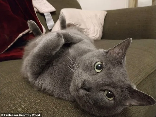 Cats Hold Key to Unlocking Cancer Cure, Study Reveals Genetic Links Between Feline and Human Tumors