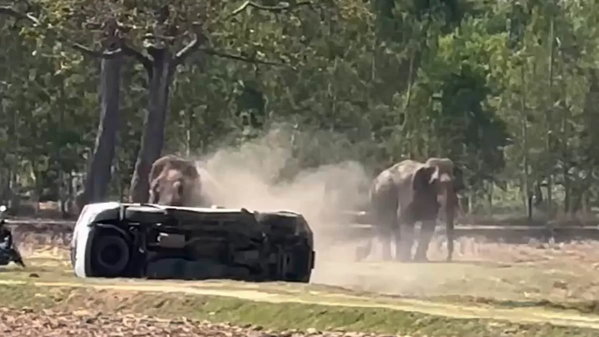 Mating Interruption Triggers Elephant Violence in Thailand, Raising Welfare Concerns