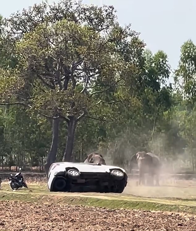 Mating Interruption Triggers Elephant Violence in Thailand, Raising Welfare Concerns