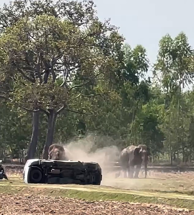 Mating Interruption Triggers Elephant Violence in Thailand, Raising Welfare Concerns