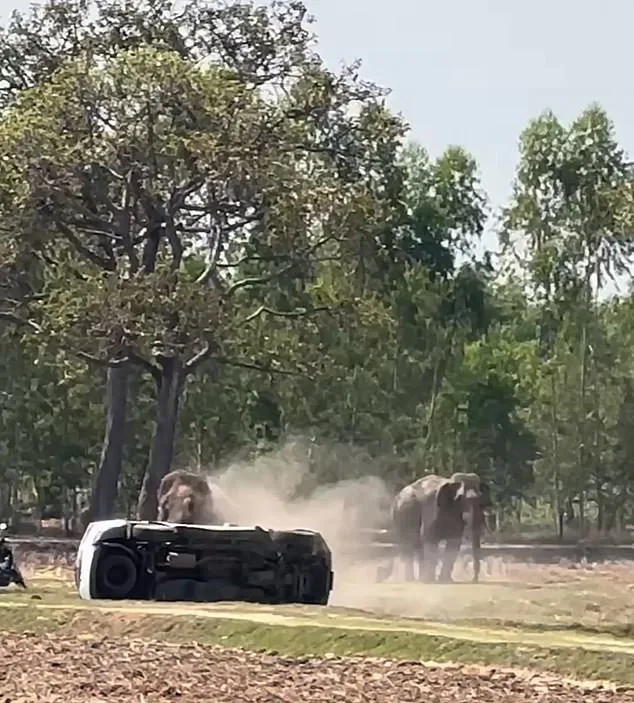 Mating Interruption Triggers Elephant Violence in Thailand, Raising Welfare Concerns