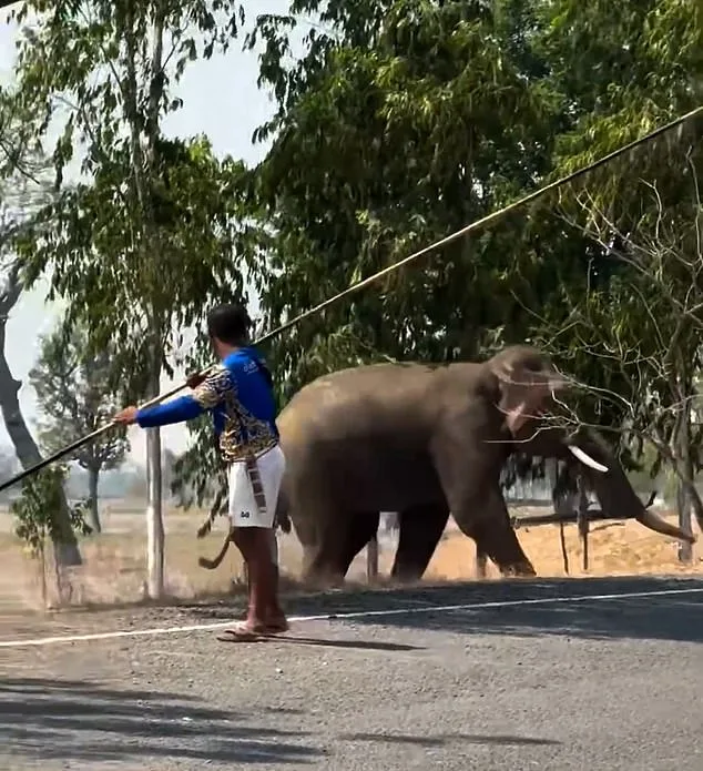 Mating Interruption Triggers Elephant Violence in Thailand, Raising Welfare Concerns