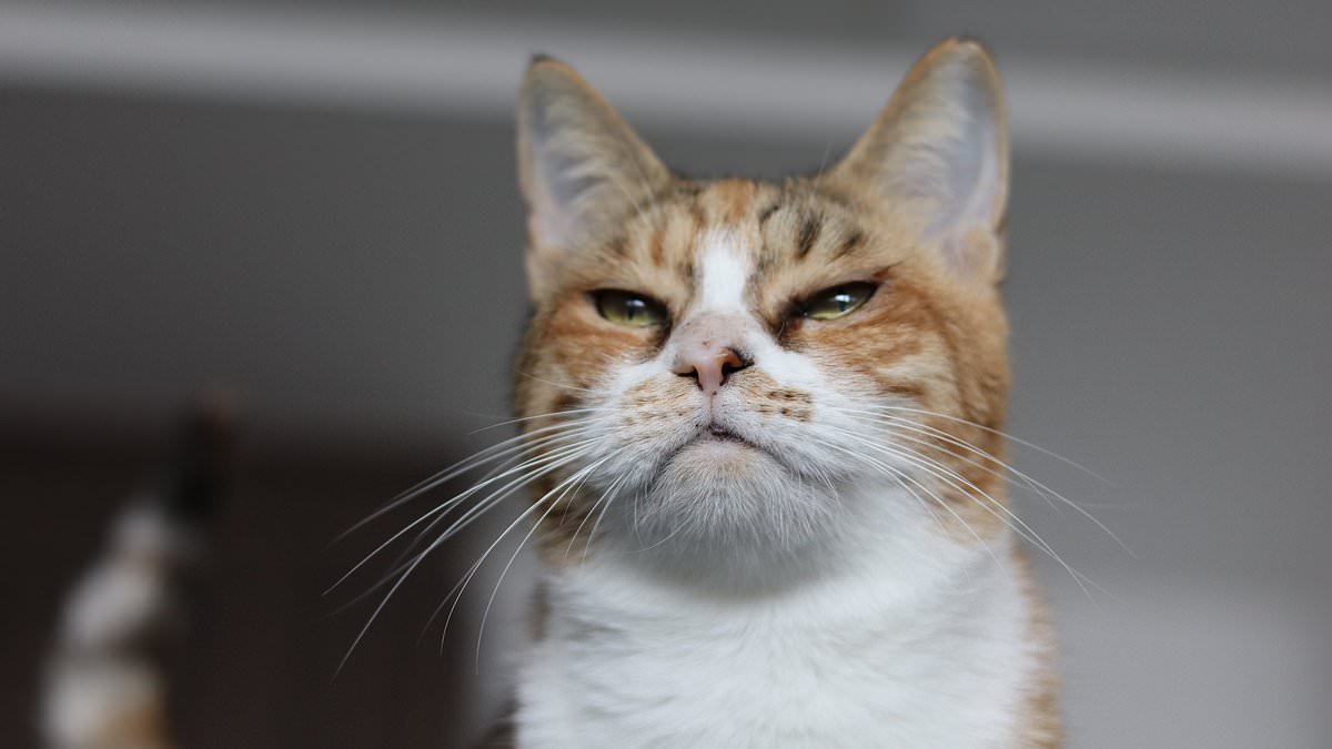 Study Reveals Cats' Independence: Therapy Cats Show No Preference for Owners Over Strangers