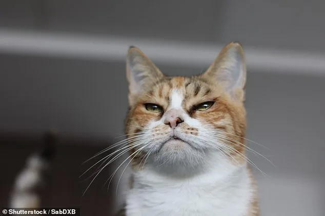 Study Reveals Cats' Independence: Therapy Cats Show No Preference for Owners Over Strangers