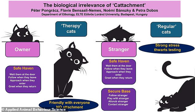 Study Reveals Cats' Independence: Therapy Cats Show No Preference for Owners Over Strangers