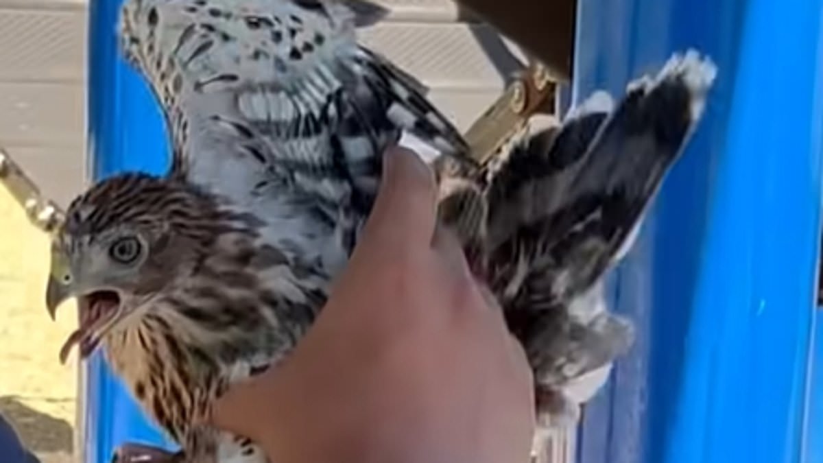 Man Sentenced for Forcing Protected Hawk to Drink Alcohol in Shocking Video