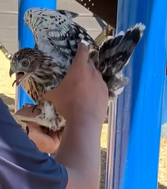 Man Sentenced for Forcing Protected Hawk to Drink Alcohol in Shocking Video
