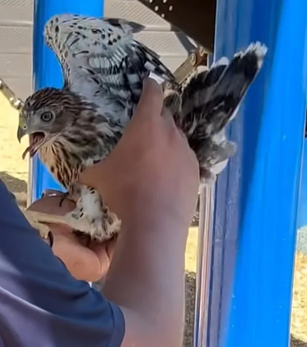 Man Sentenced for Forcing Protected Hawk to Drink Alcohol in Shocking Video