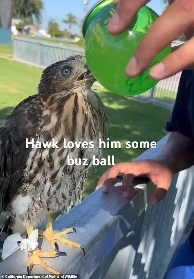 Man Sentenced for Forcing Protected Hawk to Drink Alcohol in Shocking Video