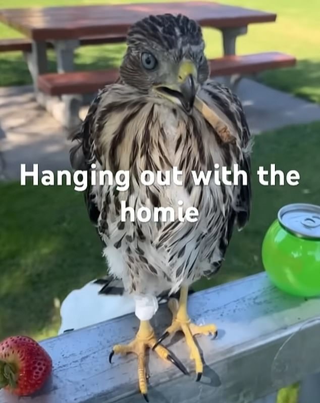 Man Sentenced for Forcing Protected Hawk to Drink Alcohol in Shocking Video