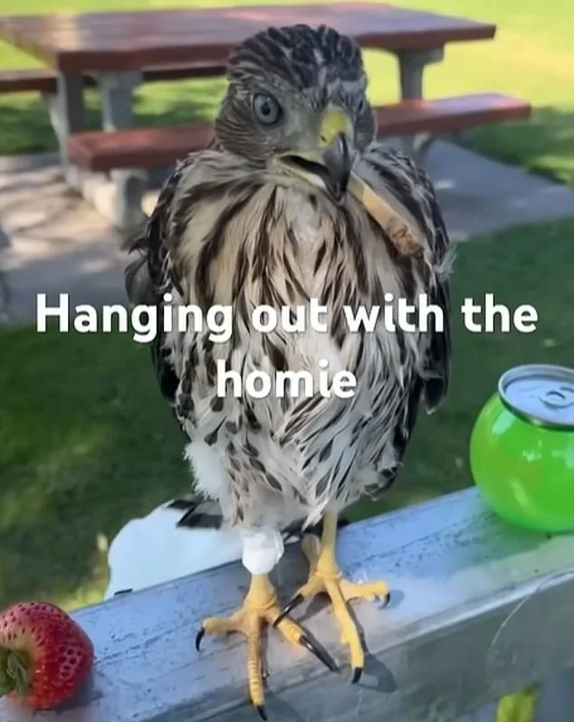 Man Sentenced for Forcing Protected Hawk to Drink Alcohol in Shocking Video