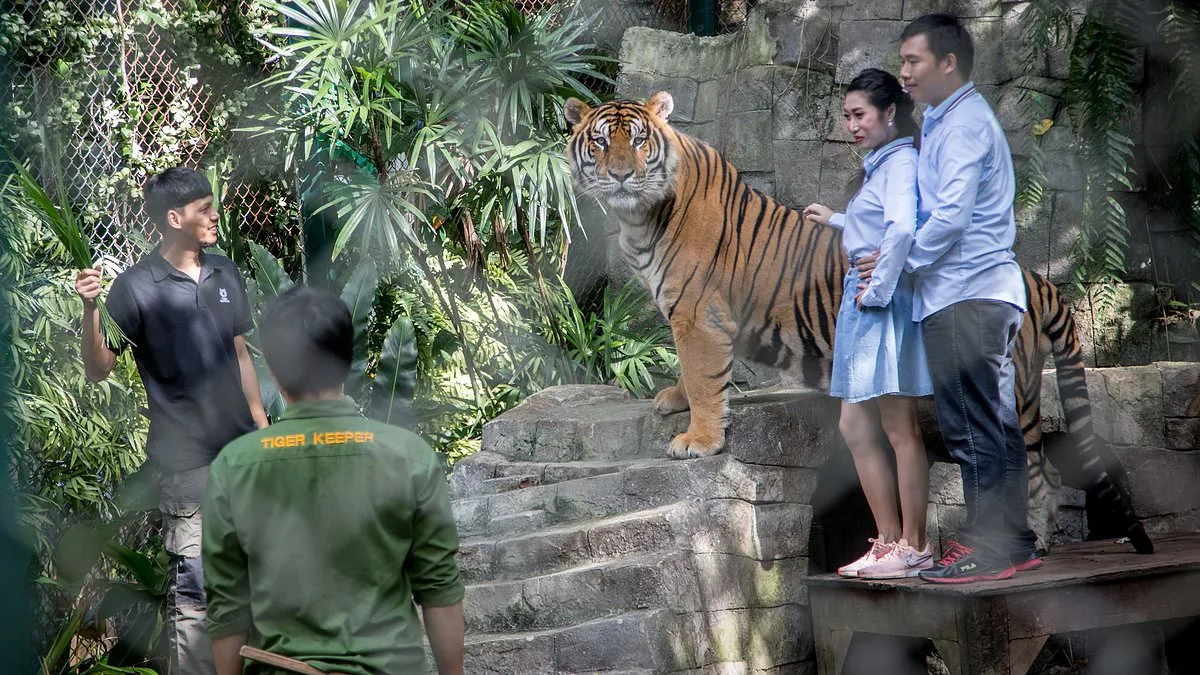 Mystery Outbreak of Canine Distemper Virus Claims 72 Tigers at Thai Tourist Park