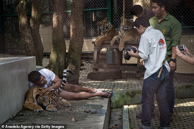 Mystery Outbreak of Canine Distemper Virus Claims 72 Tigers at Thai Tourist Park