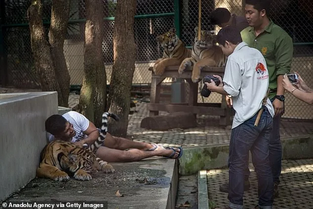 Mystery Outbreak of Canine Distemper Virus Claims 72 Tigers at Thai Tourist Park