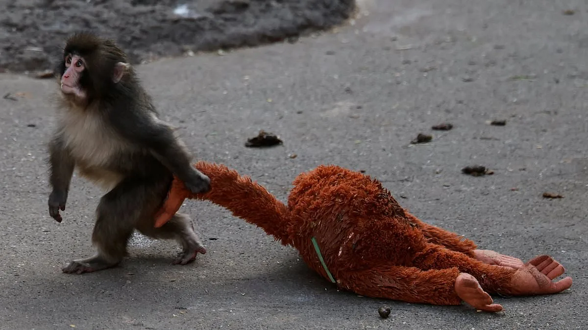 Punch the Macaque's Heartbreaking Journey: Surrogate Orangutan Toy Offers Unlikely Lifeline