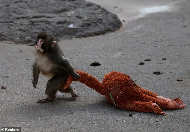 Punch the Macaque's Heartbreaking Journey: Surrogate Orangutan Toy Offers Unlikely Lifeline