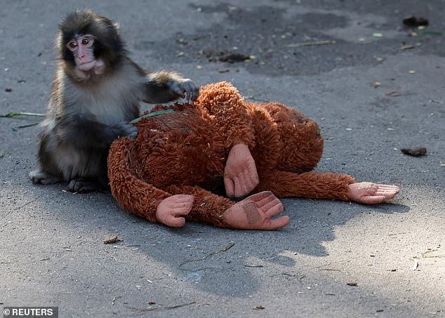 Punch the Macaque's Heartbreaking Journey: Surrogate Orangutan Toy Offers Unlikely Lifeline