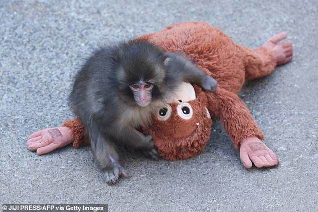 Punch the Macaque's Heartbreaking Journey: Surrogate Orangutan Toy Offers Unlikely Lifeline