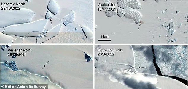 Shrinking Antarctic Sea Ice Threatens Emperor Penguins During Vulnerable Moulting Period, Study Shows